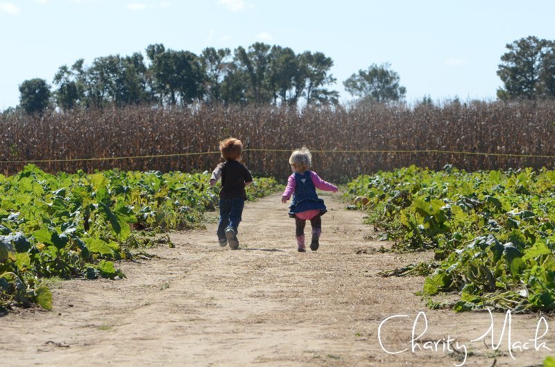 pumpkinpatch