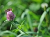 Blueridge Moth