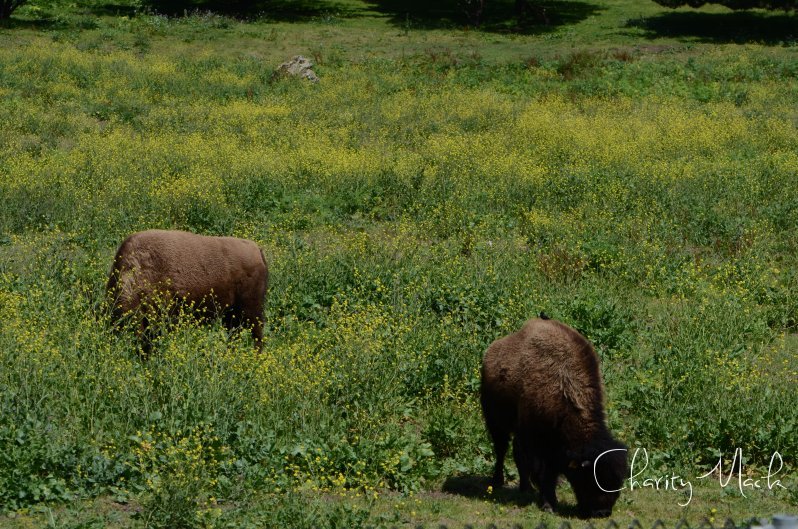 Buffalo